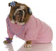 Female English Bulldog Wearing Pink Clothing Wall Decal