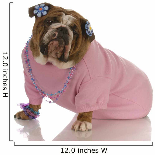 Female English Bulldog Wearing Pink Clothing Wall Decal