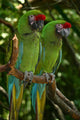 Couple Parrots Green 2 Wall Decal