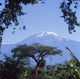 Mt Kilimanjaro,Moshi,Tanzania Wall Mural
