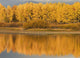 Autumn Aspens Reflected In Snake River Wall Mural