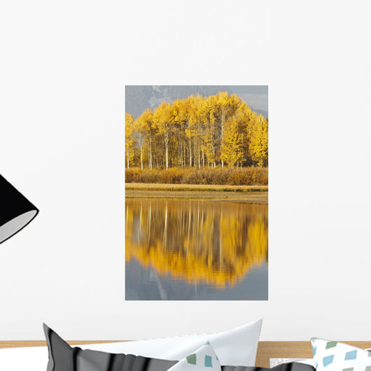 Aspens Reflected In A Pool In The Snake River In Autumn Wall Mural