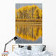 Aspens Reflected In A Pool In The Snake River In Autumn Wall Mural