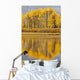 Aspens Reflected In A Pool In The Snake River In Autumn Wall Mural