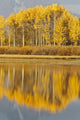Aspens Reflected In A Pool In The Snake River In Autumn Wall Mural