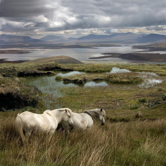 Irish Marsh Horses Wall Mural