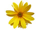 Yellow Flower Wall Decal