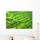 Amazing Rice Terrace field, Ubud, Bali,  Indonesia. Wall Mural