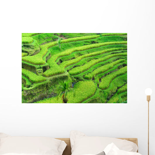 Amazing Rice Terrace field, Ubud, Bali,  Indonesia. Wall Mural