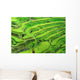 Amazing Rice Terrace field, Ubud, Bali,  Indonesia. Wall Mural