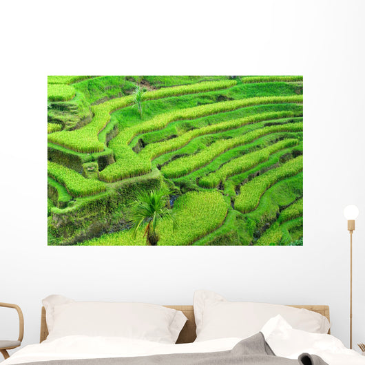 Amazing Rice Terrace field, Ubud, Bali,  Indonesia. Wall Mural