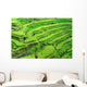 Amazing Rice Terrace field, Ubud, Bali,  Indonesia. Wall Mural