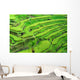Amazing Rice Terrace field, Ubud, Bali,  Indonesia. Wall Mural