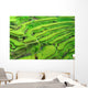Amazing Rice Terrace field, Ubud, Bali,  Indonesia. Wall Mural