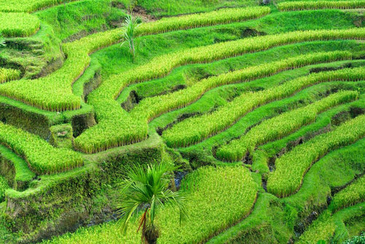 Amazing Rice Terrace field, Ubud, Bali,  Indonesia. Wall Mural
