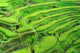 Amazing Rice Terrace field, Ubud, Bali,  Indonesia. Wall Mural