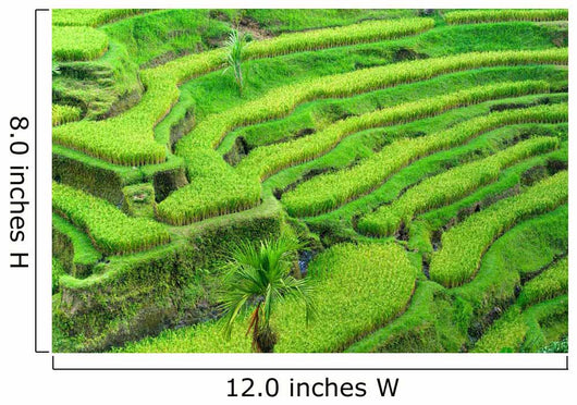 Amazing Rice Terrace field, Ubud, Bali,  Indonesia. Wall Mural