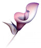 Calla Lily Wall Decal