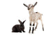 Little Goat and Rabbit Wall Decal Sticker Set