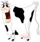funny cow Wall Decal