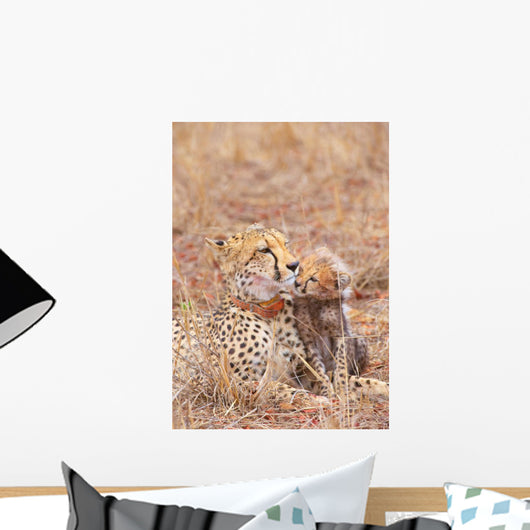 Cheetah Acinonyx Jubatus Wall Mural