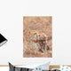 Cheetah Acinonyx Jubatus Wall Mural
