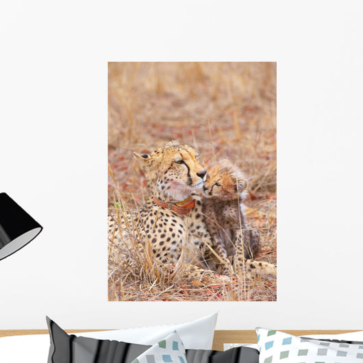 Cheetah Acinonyx Jubatus Wall Mural