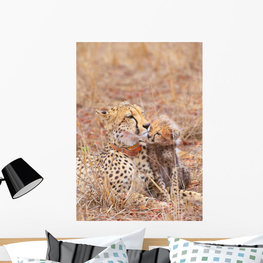 Cheetah Acinonyx Jubatus Wall Mural