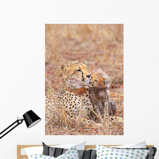 Cheetah Acinonyx Jubatus Wall Mural