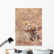 Cheetah Acinonyx Jubatus Wall Mural