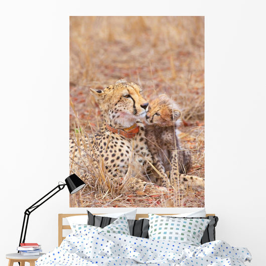 Cheetah Acinonyx Jubatus Wall Mural