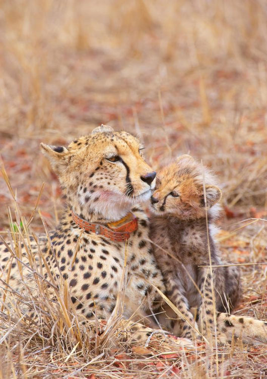 Cheetah Acinonyx Jubatus Wall Mural