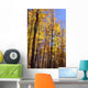 Wood In Autumn Wall Mural