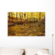 Stream In Autumn Wall Mural