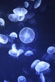 Jellyfish At L'oceanographic Aquarium Wall Mural