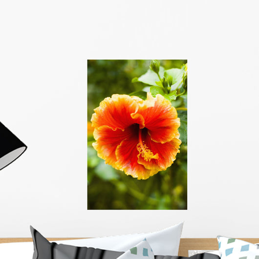 Brightly Colored Hibiscus Flowers Wall Mural