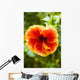 Brightly Colored Hibiscus Flowers Wall Mural