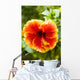 Brightly Colored Hibiscus Flowers Wall Mural