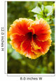 Brightly Colored Hibiscus Flowers Wall Mural
