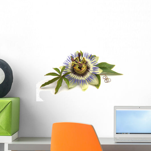 Passiflora