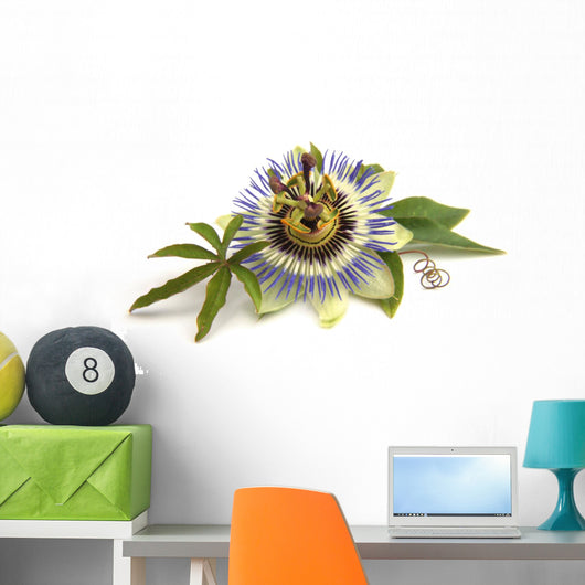Passiflora