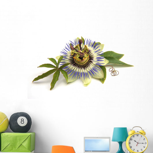 Passiflora