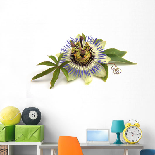 Passiflora