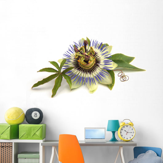 Passiflora