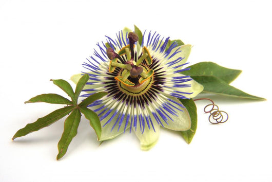 Passiflora