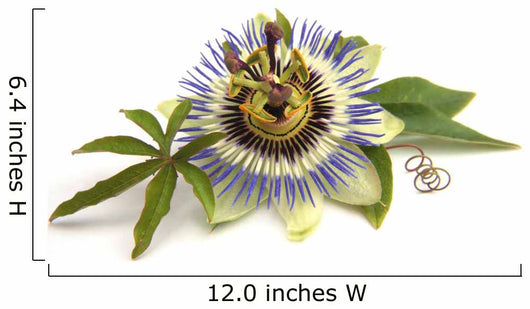 Passiflora