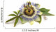 Passiflora