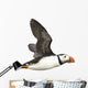 Flying Atlantic Puffin Wall Decal