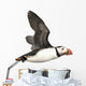 Flying Atlantic Puffin Wall Decal