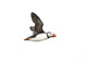 Flying Atlantic Puffin Wall Decal